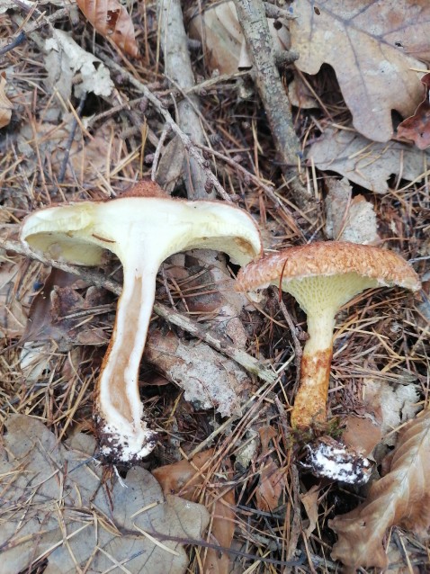 Suillus grevillei