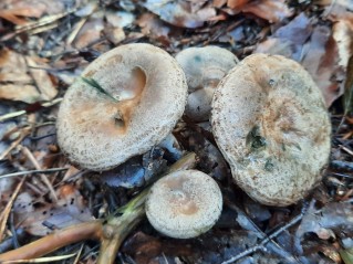 Lactarius quieticolor