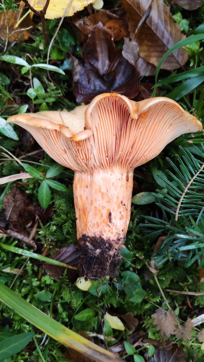 Lactarius salmonicolor