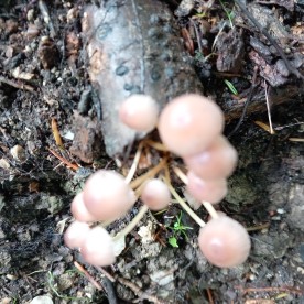 Mycena renati