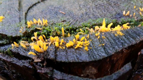 Calocera cornea