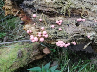 Lycogala epidendrum