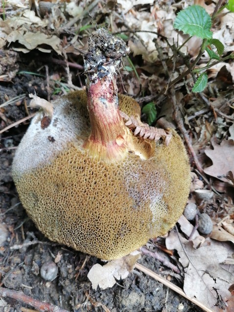 Xerocomellus chrysenteron
