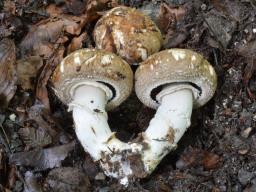 Agaricus subperonatus