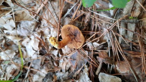 Chalciporus piperatus