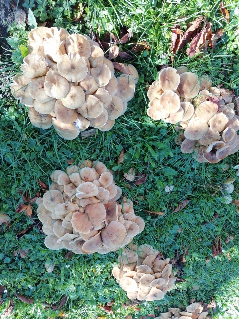 Armillaria mellea