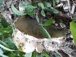 Russula delica