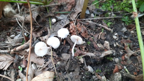 Cystolepiota seminuda