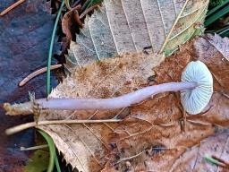 Mycena luteovariegata