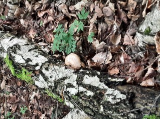 Fomitopsis betulina