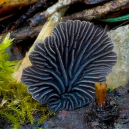 Resupinatus alboniger
