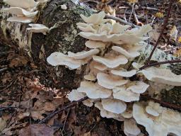 Trametes pubescens