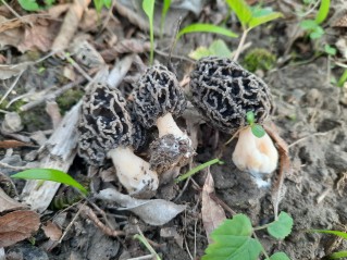 Morchella vulgaris