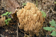 Ramaria stricta