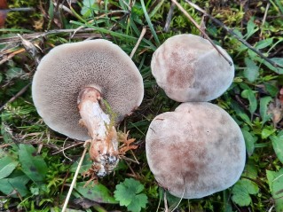 Suillus viscidus