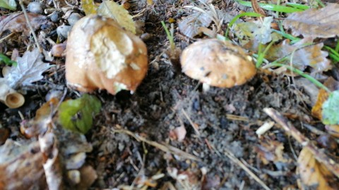 Suillus luteus