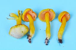 Hygrocybe quieta