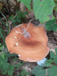 Lactifluus volemus