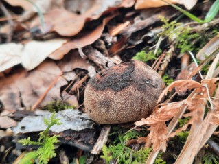 Elaphomyces granulatus