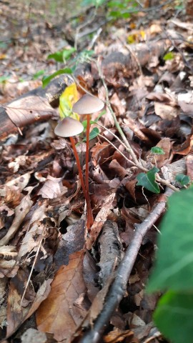 Mycena crocata