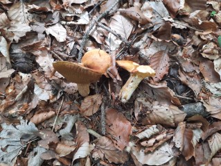 Suillus grevillei