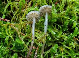 Mycena vulgaris