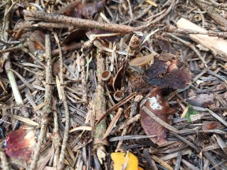 Ciboria rufofusca