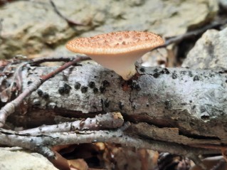 Polyporus tuberaster