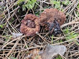 Hydnellum ferrugineum