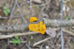 Tremella mesenterica