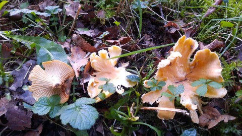 Cantharellus ferruginascens