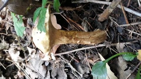 Suillus viscidus