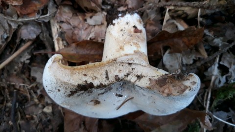 Lactifluus vellereus