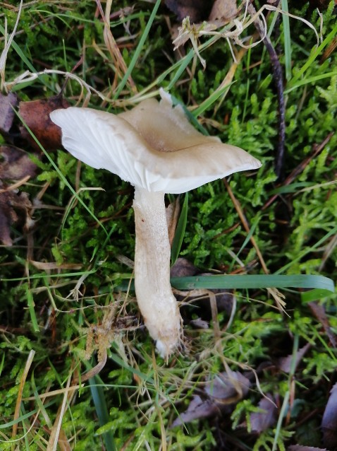 Hygrophorus pustulatus