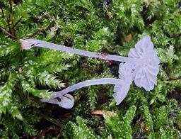 Delicatula integrella