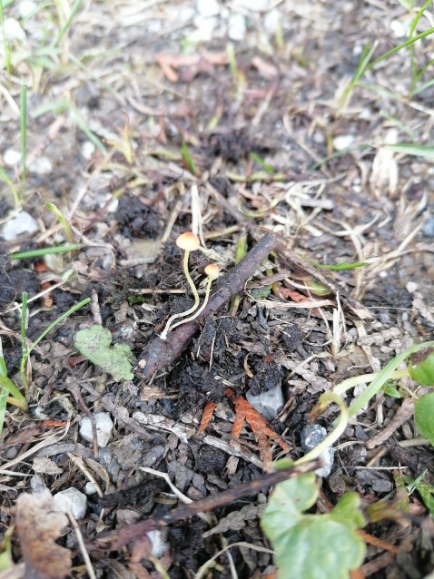 Mycena acicula