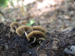 Simocybe sumptuosa