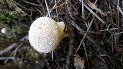 Lycoperdon perlatum