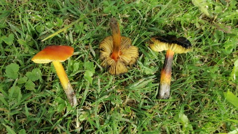 Hygrocybe conica