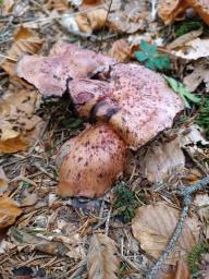 Hygrophorus capreolarius