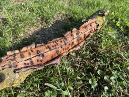 Calosphaeria pulchella