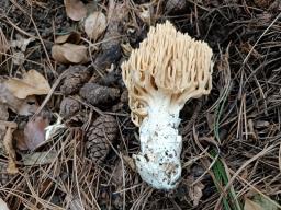 Ramaria grandipes