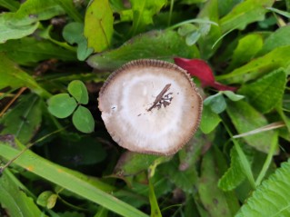 Cuphophyllus flavipes