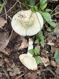 Russula medullata