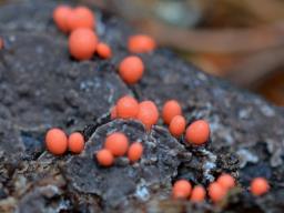 Lycogala conicum