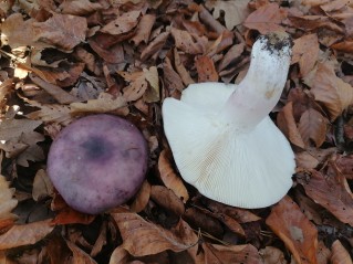 Russula cyanoxantha