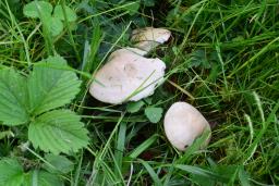 Calocybe gambosa