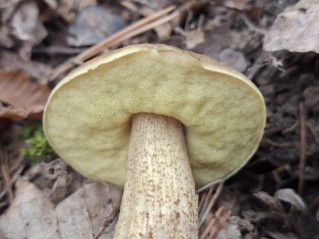 Leccinellum crocipodium