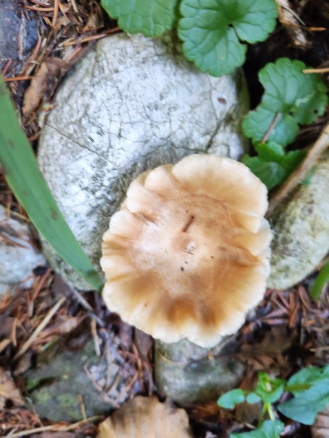 Infundibulicybe costata