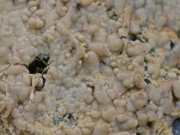 Gloiothele lactescens